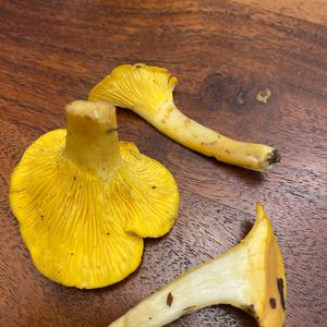 Chanterelle, Common