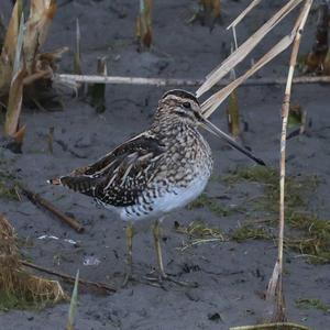 Common Snipe