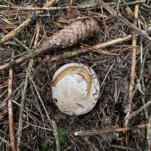 Stinkhorn, Common