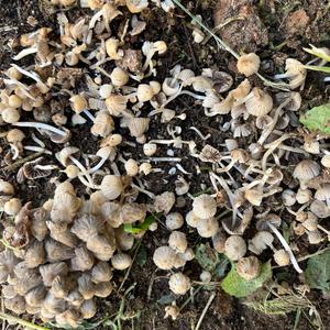 Unknown Species