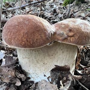 Summer Bolete