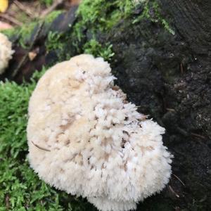 Eastern Cauliflower Mushroom