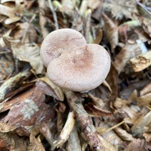 Liquorice Milk Cap