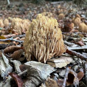 Straight-branched Coral