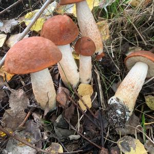 Orange Birch Bolete