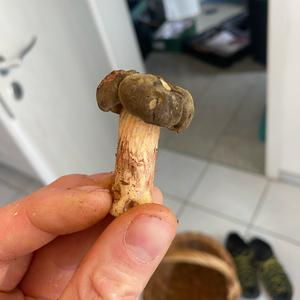 Yellow-cracked Bolete