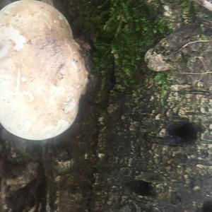 Unknown Species