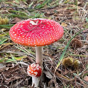 Fly Agaric