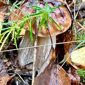 King Bolete