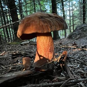 Dotted-stem Bolete