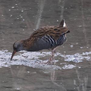 Water Rail