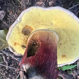 Scarlet-stemmed Bolete