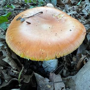 Caesar´s Mushroom