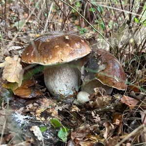 King Bolete