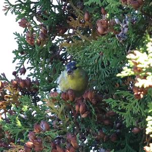 Eurasian Siskin