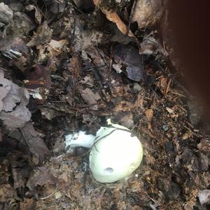 Unknown Species
