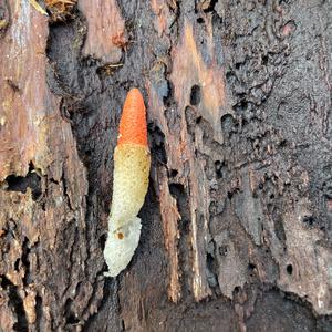 Unknown Species