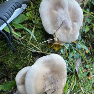 Cloudy Clitocybe