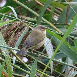 Common Chiffchaff