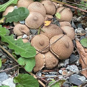 Gem-studded Puffball