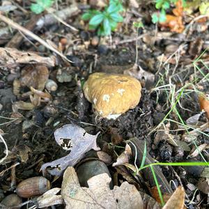 Summer Bolete