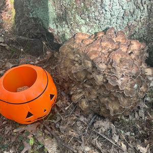 Hen-of-the-Woods