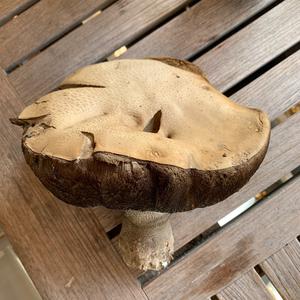 Unknown Species