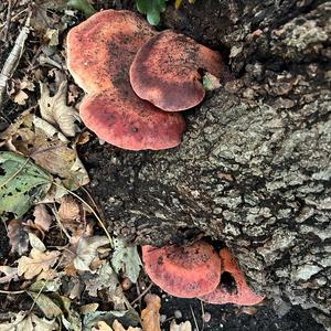 Beefsteak Polypore