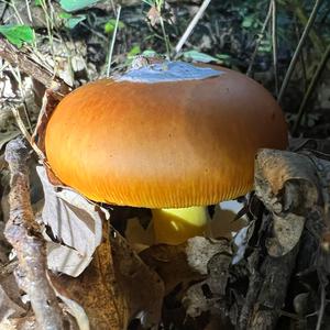 Caesar´s Mushroom