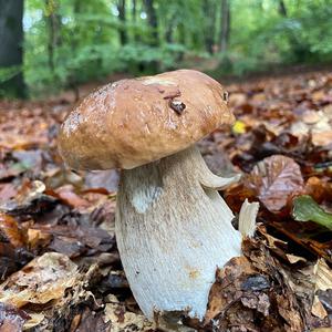 King Bolete