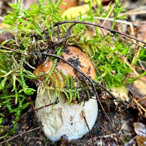 King Bolete