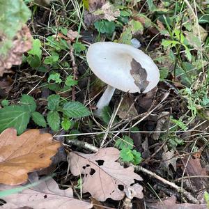 Unknown Species