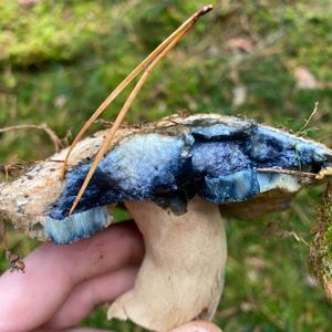 Bluing Bolete