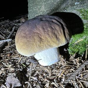 King Bolete