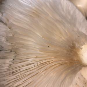 Unknown Species