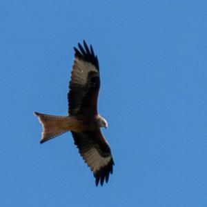 Red Kite