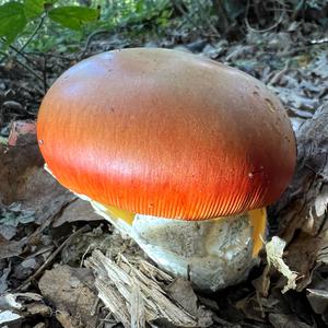 Caesar´s Mushroom