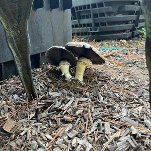 Wine-cap Stropharia