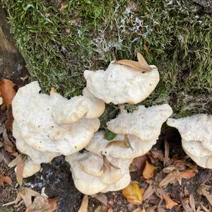 Unknown Species