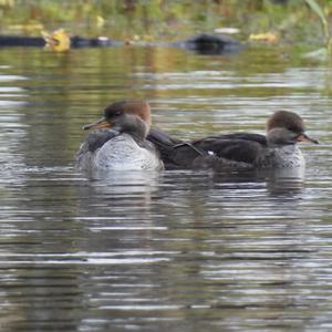 Hooded Merganser