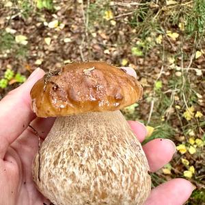 King Bolete