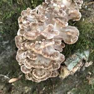 Hen-of-the-Woods