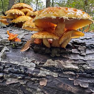 Golden Pholiota