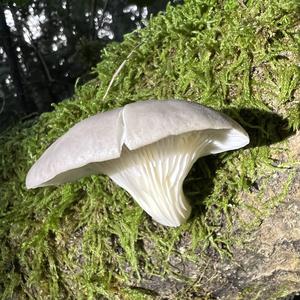 Oyster Mushroom