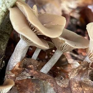 Unknown Species