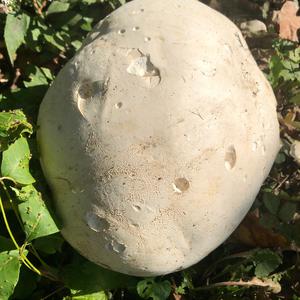 Giant Puffball