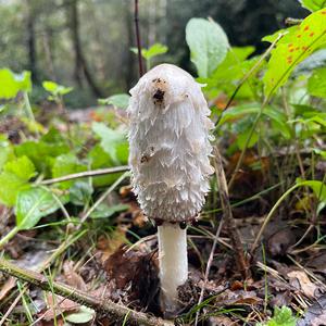 Shaggy Mane