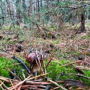 King Bolete