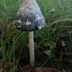 Shaggy Mane