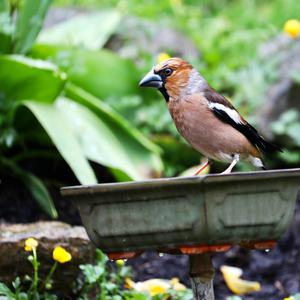 Hawfinch